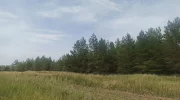 дьяковский лес - саратовская область
