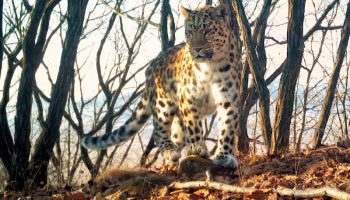 герда - дальневосточный леопард втб