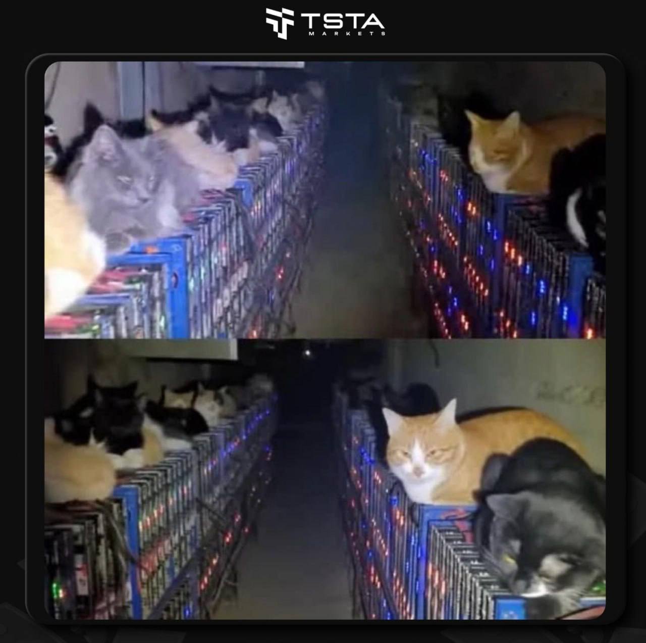 коты греются на майнинговой ферме